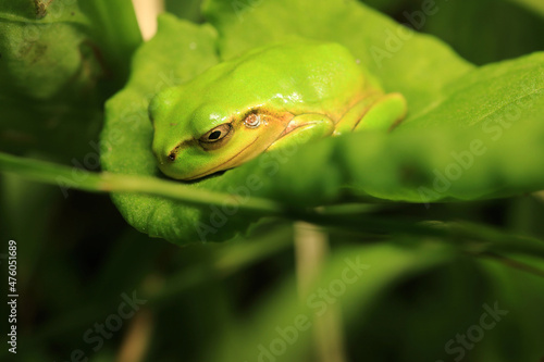 Sleepiness and Comfortable Natural Light with Japanese Tree Frog