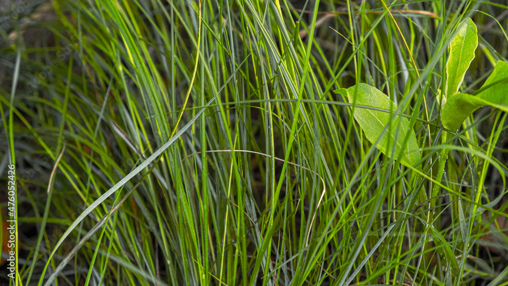 Obraz premium grass texture background