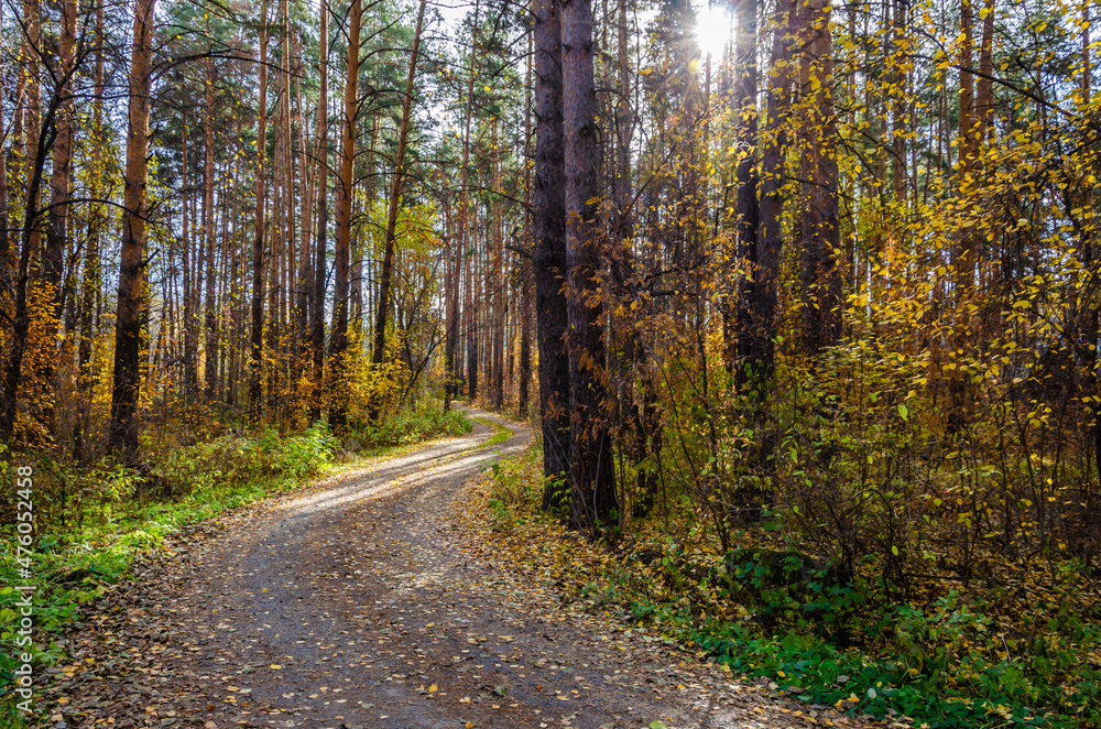 Dirt road in the autumn forest.