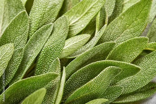 Sage fresh green leaves. Herb sage abstract texture background. Nature concepts. Soft and selective focus. Texture. Mock up.