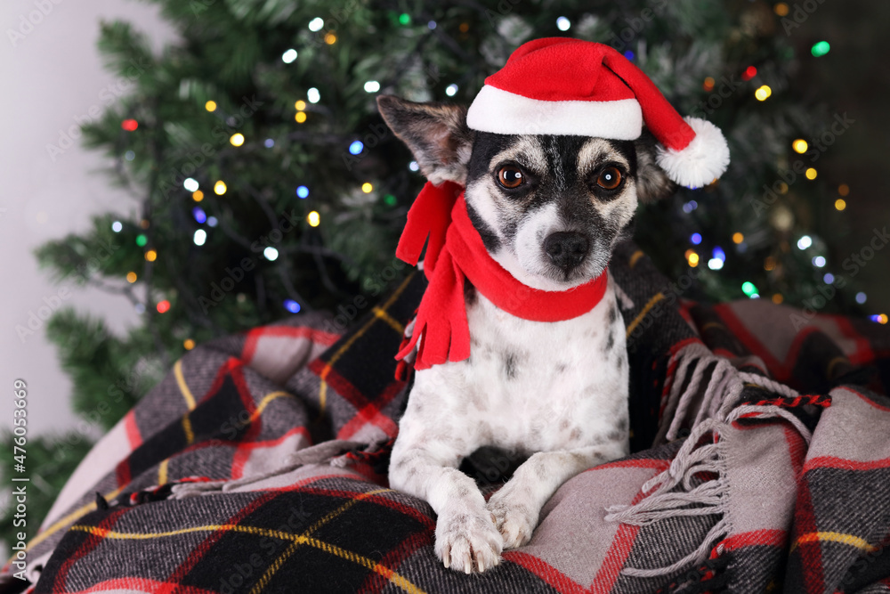 Dog in a red hat of Santa Claus rests on a red pillow and licks. Dog on a background of Christmas trees and Christmas lights. Portrait of a dog showing tongue and teeth. Happy New Year. Winter .2023 Dog in a red hat of Santa Claus rests on a red pillow and licks. Dog on a background of Christmas trees and Christmas lights. Portrait of a dog showing tongue and teeth. Happy New Year. Winter .2023