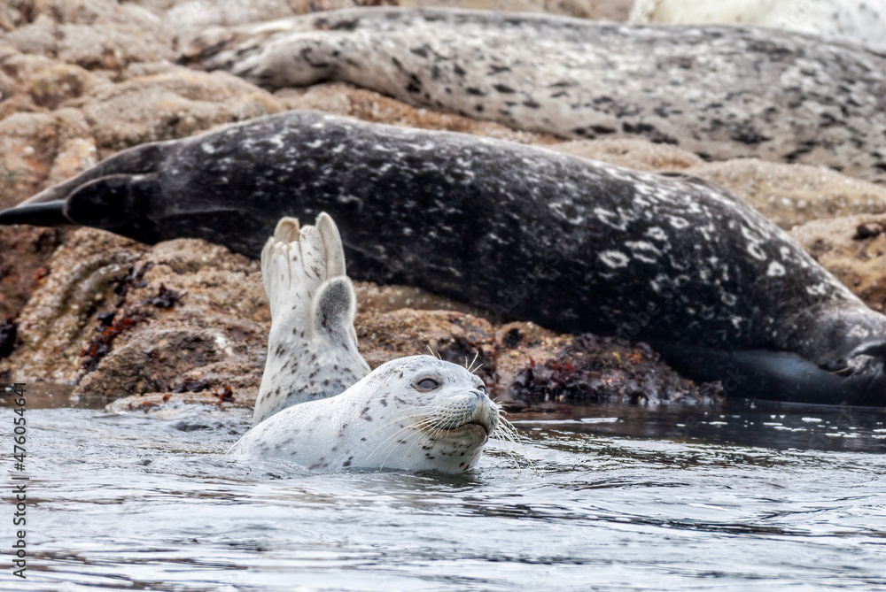 Obraz premium Common Seals (Phoca vitulina) in Bodega Bay, California, USA
