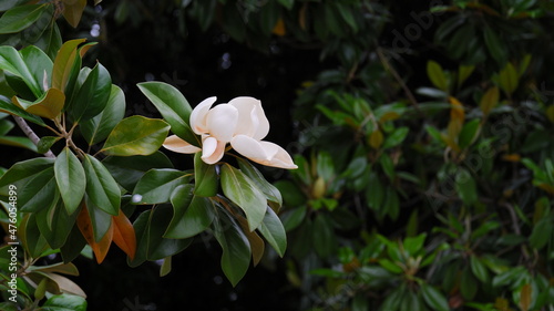 A large, creamy white southern magnolia flower photo