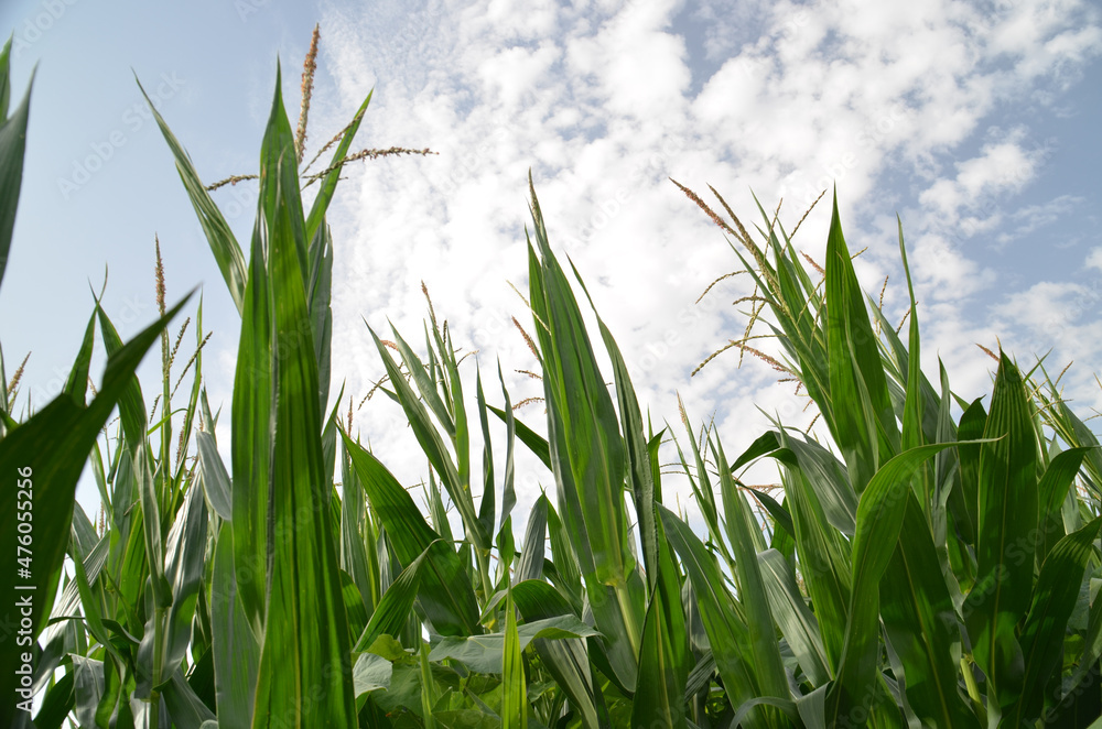 corns corn field background blue sky clouds green corns corn field background blue sky clouds green