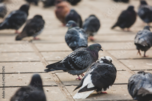 City doves or City pigeons crowd streets and public squares. Fototapet