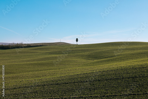 Photograph of a green hill, with a plowed and cultivated field, and a small green tree in the background. Blue sky with lines of white clouds. Italian countryside, in Tuscany.