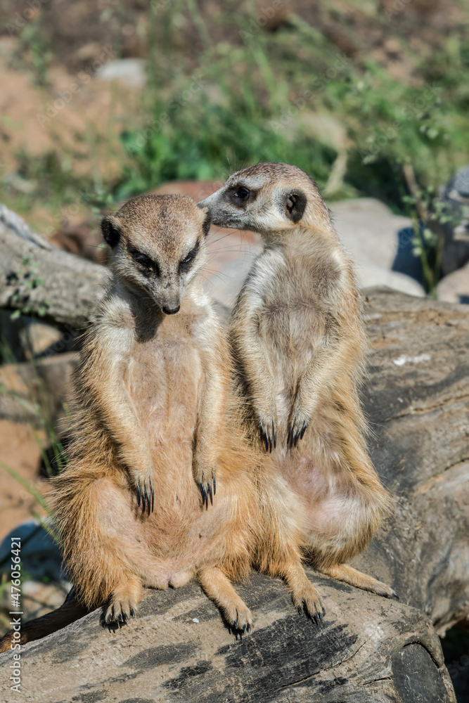 Fototapeta premium Meerkats (Suricata suricatta)