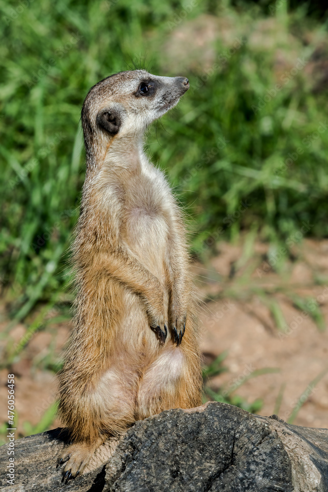 Fototapeta premium Meerkat (Suricata suricatta)