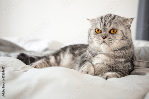 Scottish fold cat on the bed.