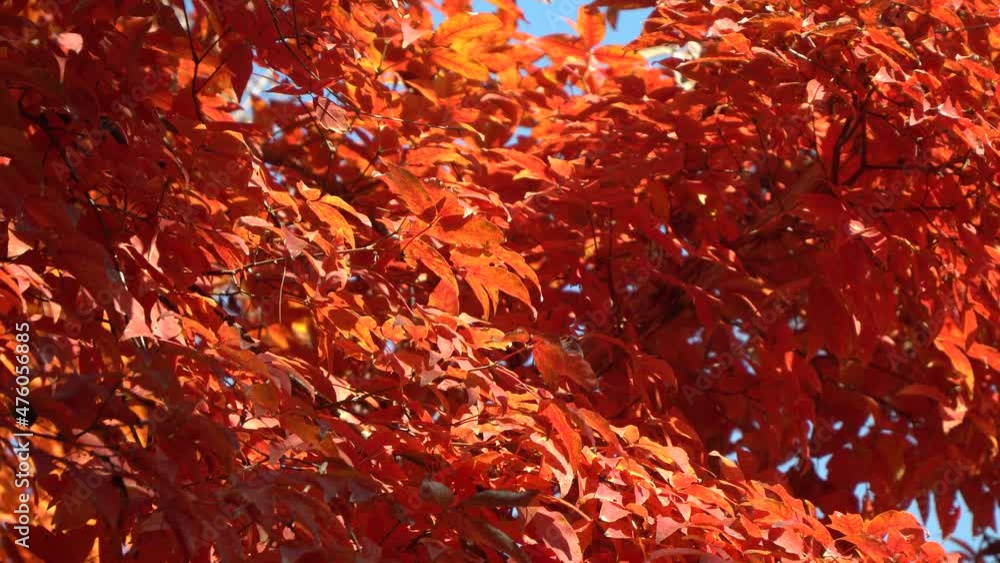 Paperbark maple, Acer griseum Orange tree branches under sunlight Paperbark maple, Acer griseum Orange tree branches under sunlight