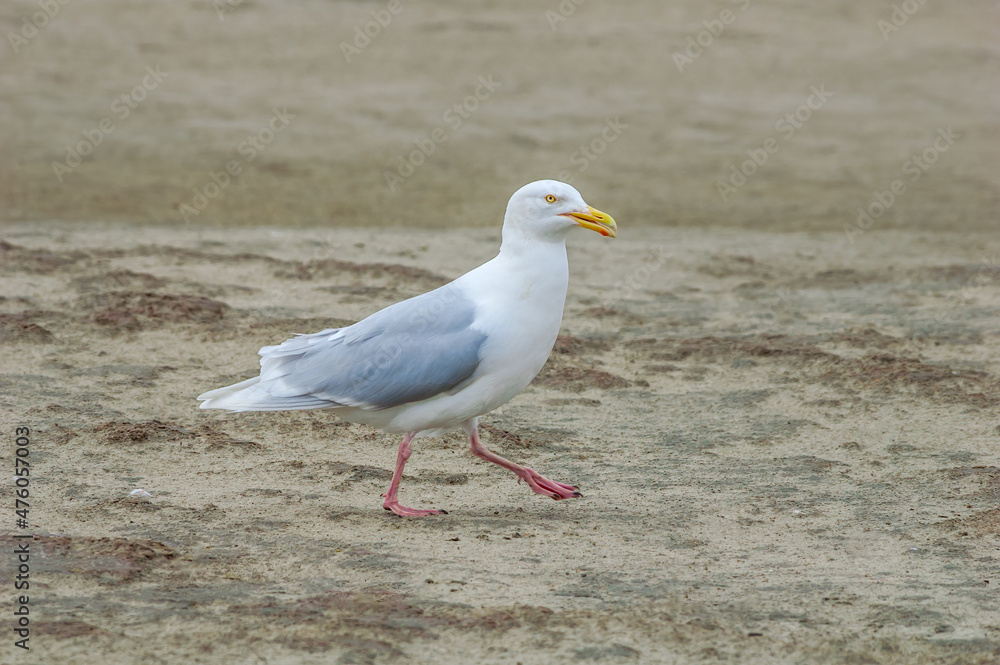 Glaucous Gull (Larus hyperboreus) in Barents Sea coastal area, Russia Glaucous Gull (Larus hyperboreus) in Barents Sea coastal area, Russia