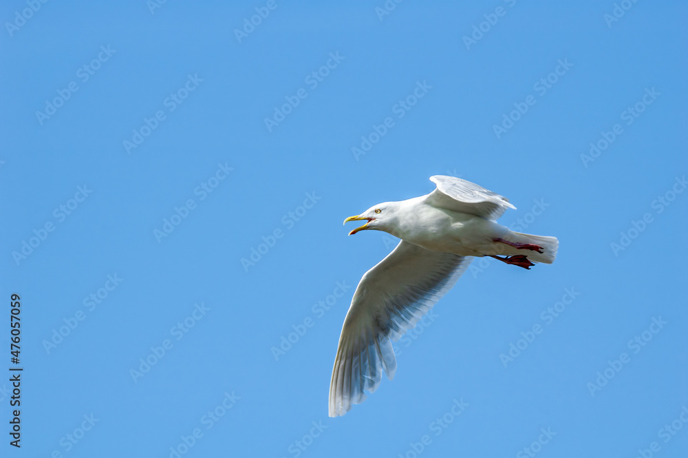 Obraz premium Glaucous Gull (Larus hyperboreus) in Barents Sea coastal area, Russia