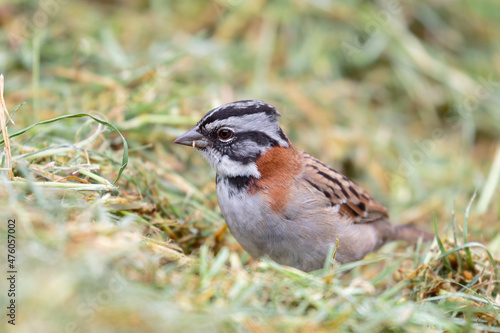 RUFOUS-COLLARED SPARROW (Zonotrichia capensis), a common but very beautiful bird, an American sparrow looking for its grains in the grass. Huancayo - Peru photo