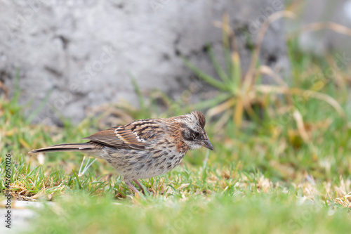 Wallpaper Mural RUFOUS-COLLARED SPARROW (Zonotrichia capensis), a common but very beautiful bird, an American sparrow looking for its grains in the grass. Huancayo - Peru Torontodigital.ca