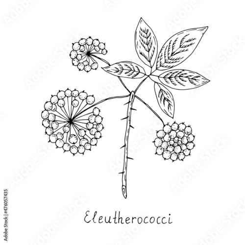Medicinal plant, eleutherococcus. Vector illustration.