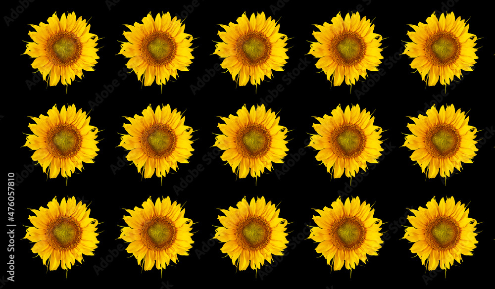 sunflower flowers as a background sunflower flowers as a background