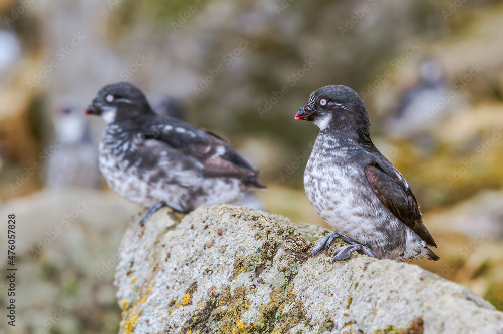 Obraz premium Least Auklets (Aethia pusilla) at colony in St. George Island, Pribilof Islands, Alaska, USA