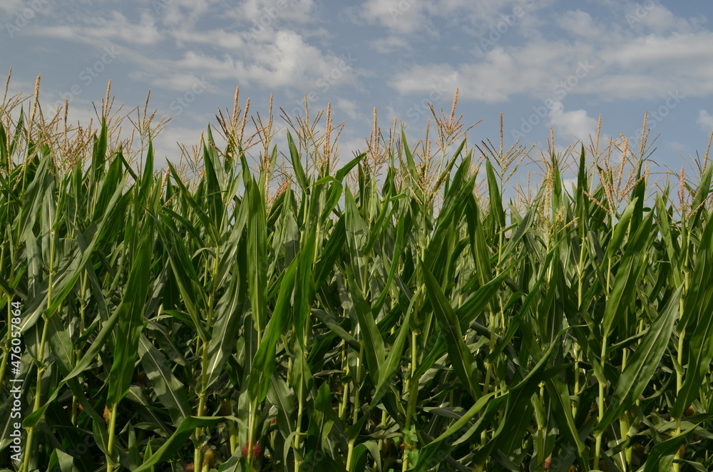 corns corn field background blue sky clouds green