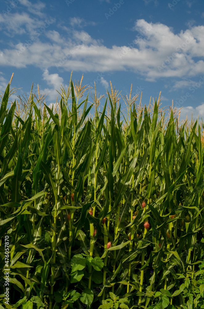 Obraz premium corns corn field background blue sky clouds green
