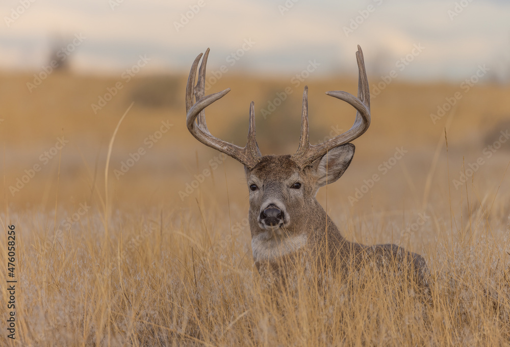 Whitetail Deer Buck in the Rut in Autumn in Colorado Whitetail Deer Buck in the Rut in Autumn in Colorado