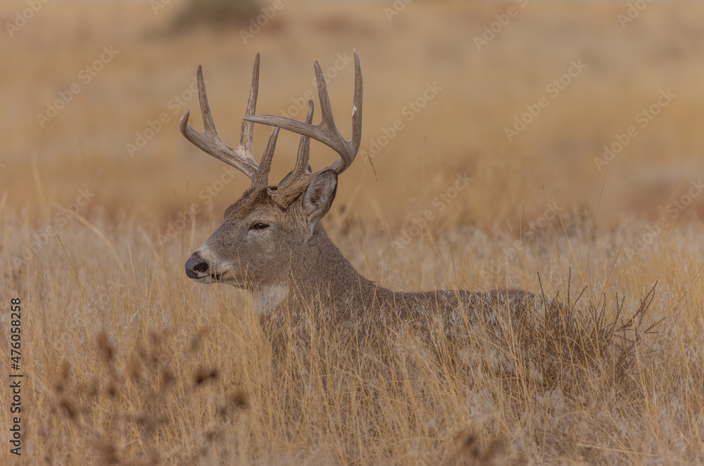 Whitetail Deer Buck in the Rut in Autumn in Colorado Whitetail Deer Buck in the Rut in Autumn in Colorado