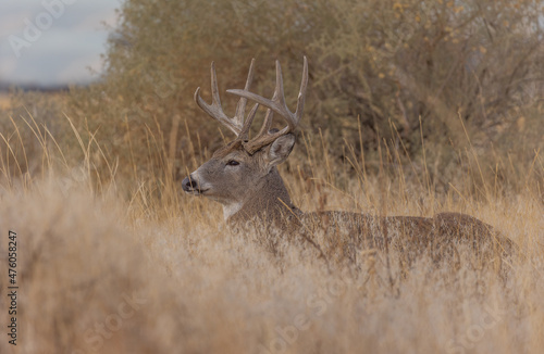 Whitetail Deer Buck in the Rut in Autumn in Colorado