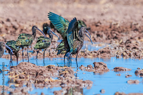White-faced Ibises (Plegadis chihi) in Salton Sea area, Imperial Valley, California, USA