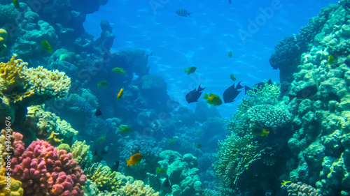 Corals and fishes in the Red Sea. Beautifiul underwater panoramic view with tropical fish and coral reefs