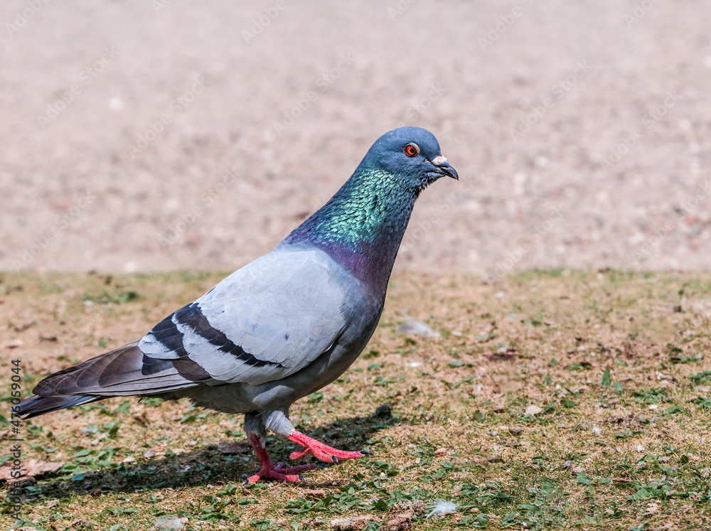 Rock Dove (Columba livia) in park, Moscow, Russia Rock Dove (Columba livia) in park, Moscow, Russia
