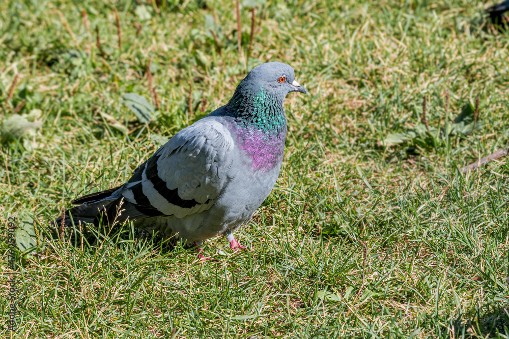 Rock Dove (Columba livia) in park, Moscow, Russia Rock Dove (Columba livia) in park, Moscow, Russia