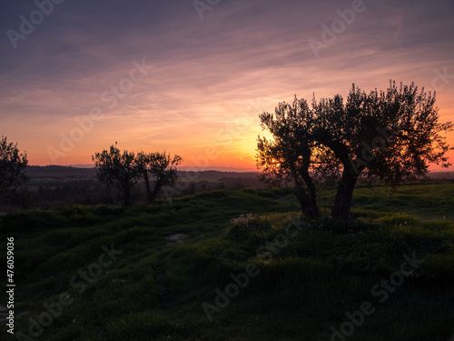 Sunrise And Olive Tree