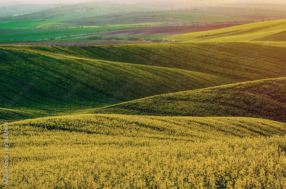 Rapeseed yellow green field in spring