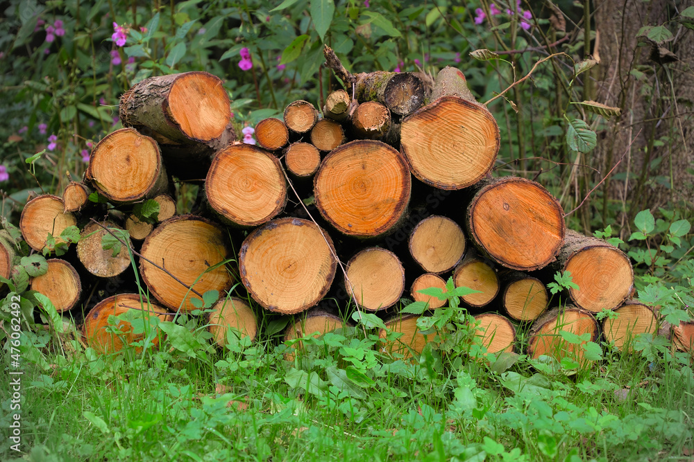 Logs in the green