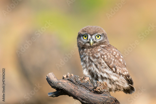 Little owl Athene noctua, in the habitat beautiful background