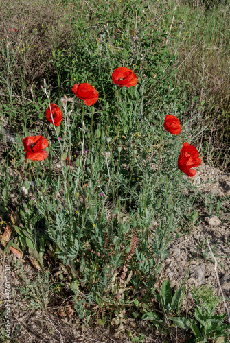 Common Poppy (Papaver rhoeas) in coastal hills, Crimea photo