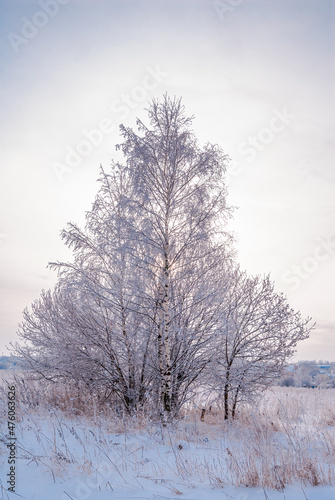 Wallpaper Mural Hoarfrosty trees, Moscow region, Russia Torontodigital.ca