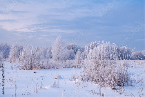 Wallpaper Mural Hoarfrosty trees, Moscow region, Russia Torontodigital.ca