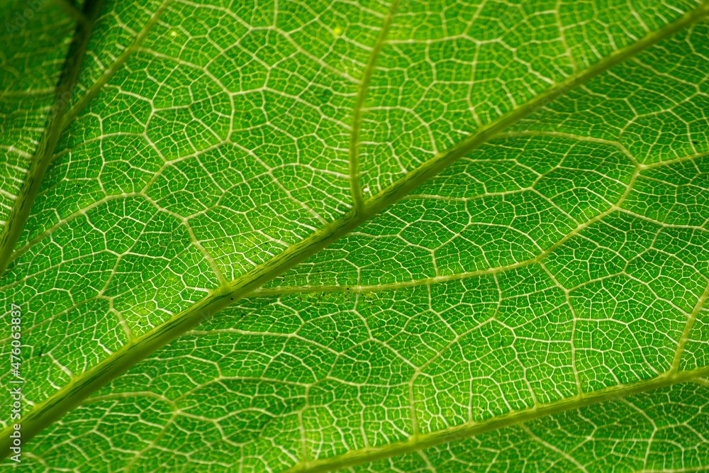 Details showing the veins of a leaf of pumpkin know as Sergipana (Cucurbita moschata) in organic cultivation formation in the city of Rio de Janeiro, Brazil. Details showing the veins of a leaf of pumpkin know as Sergipana (Cucurbita moschata) in organic cultivation formation in the city of Rio de Janeiro, Brazil.