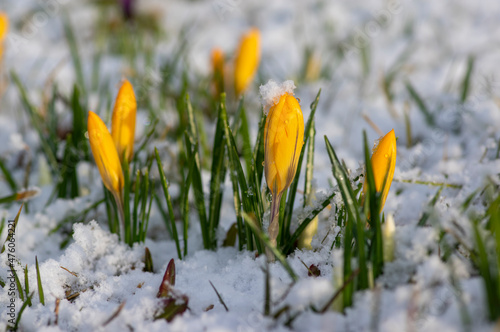 Field of flowering crocus vernus plants covered with snow, group of bright colorful early spring flowers in bloom
