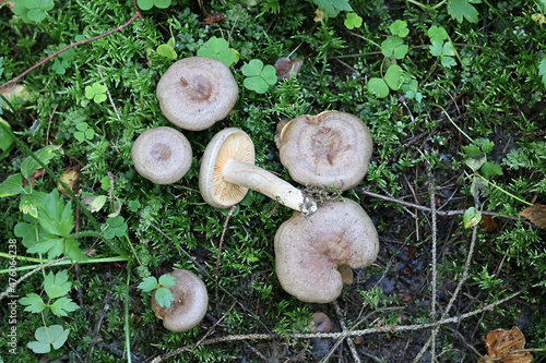 Lactarius pyrogalus, known as fire-milk lactarius or fiery milkcap, wild mushrooms from Finland photo
