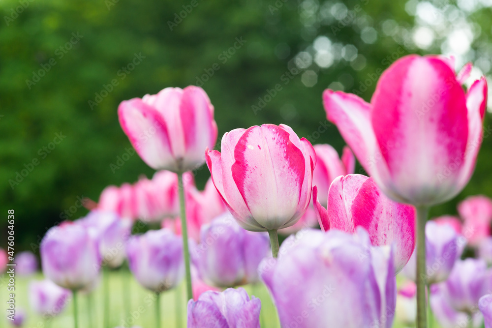 Fototapeta premium tulpen rosa close-up