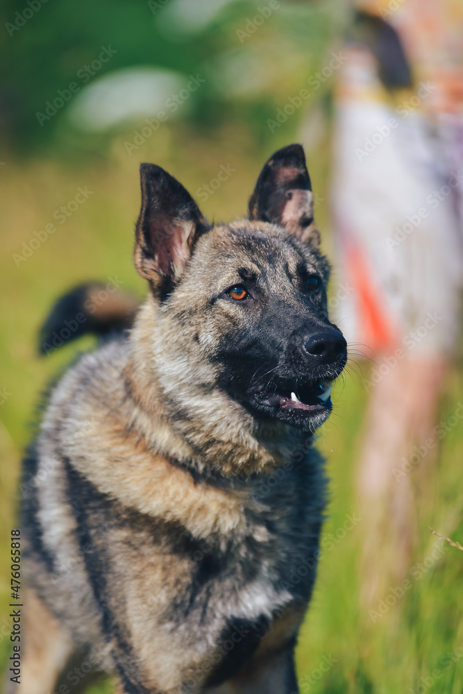 a German Shepherd dog guards and barks