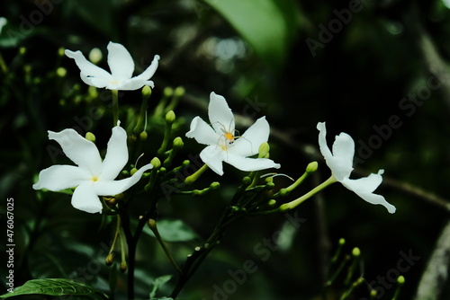 Thai white jasmine flower in the garden, closeup flower photo photo