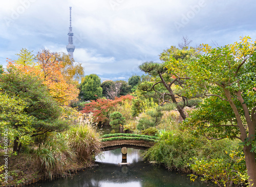 tokyo, japan - november 13 2021: Tokyo Skytree tower overlooking a timber bridge bordered by lawn on the pond of Japanese Mukojima-Hyakkaen Gardens in higashi-mukojima colored in autumn.
