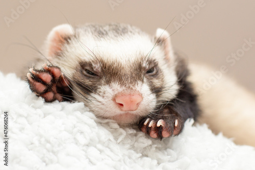 Bild auf Leinwand The cute ferret is sleeping