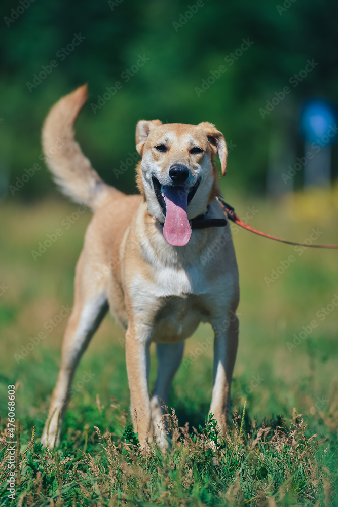 a red-haired dog smiles with a long tongue