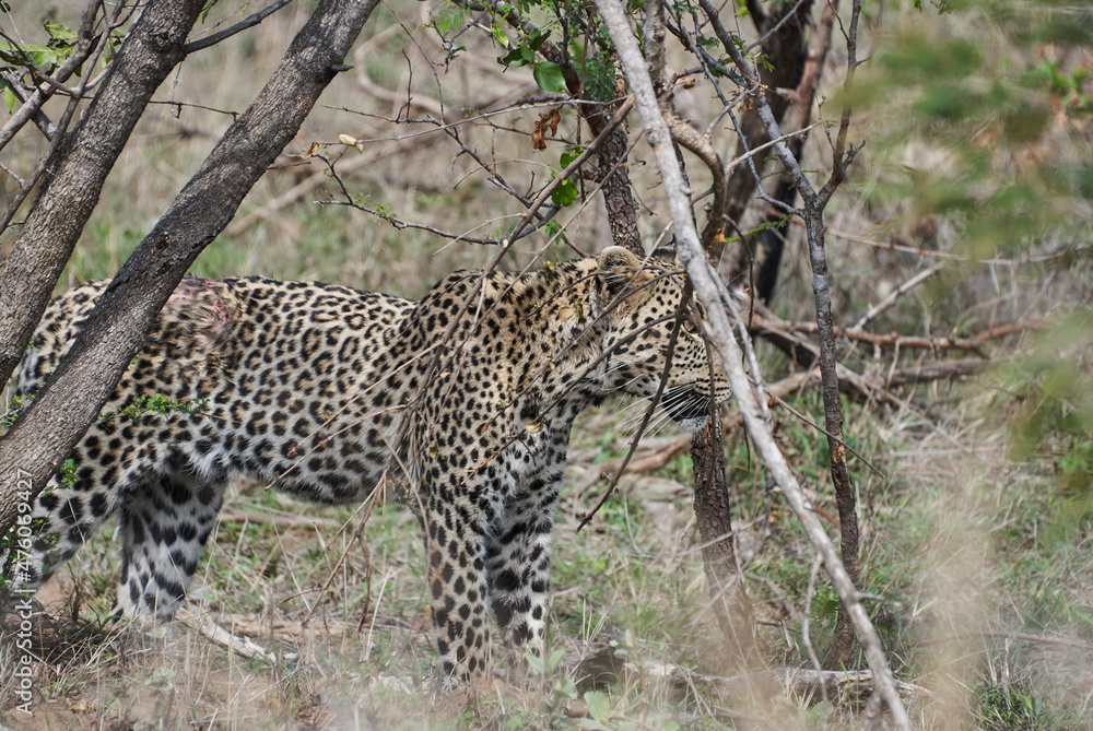 leopard, Panthera pardus, wounded after fight leopard, Panthera pardus, wounded after fight