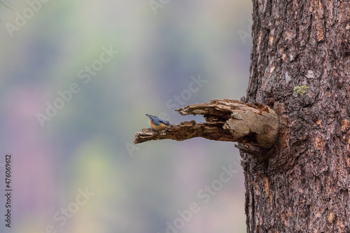 Chestnut-vented nuthatch (Sitta nagaensis) at Walong, Arunachal Pradesh, India