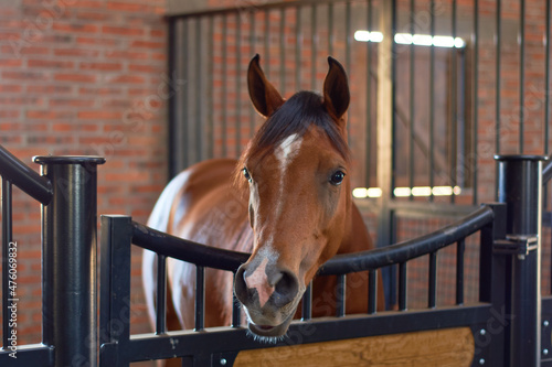 Portrait of Arabian horse in a corral. © Fabián Montaño