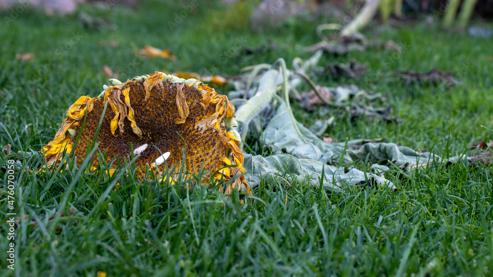 sunflower broken by wind and fallen on grass, dead sunflower sunflower broken by wind and fallen on grass, dead sunflower